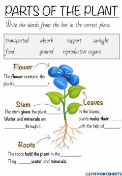 Parts of the plant Language: English Grade/level: 3 School subject: Natural Science Main content: Plants Other contents: Flower Part Of Plants Activities, Photosynthesis Worksheet, Parts Of The Plant, Plants Worksheets, Plant Classification, Plant Parts, Planting For Kids, Plant Activities, Bilingual Classroom