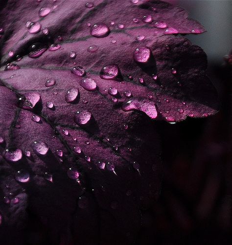 Plum Ceiling, Sumptuous Bedroom, Plum Color Scheme, Yennefer Of Vengerberg, Dark Autumn, Pastel Decor, All Things Purple, Water Droplets, Colour Board