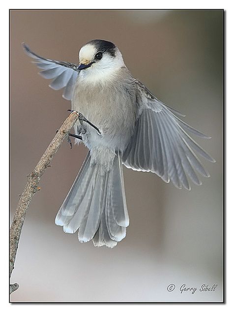 Grey Jay, Gray Jay, Fashion Design Inspiration, Animal Reference, Boreal Forest, Jay Bird, Natural Design, The Crow, Backyard Birds