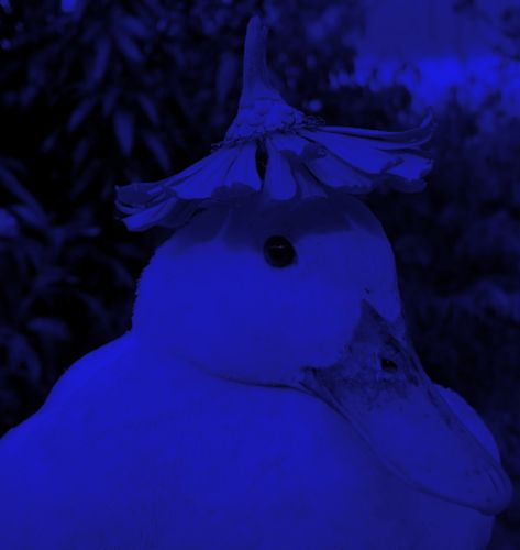 Blue Duck Aesthetic, Blue Aesthetic, Dark Purple, Midnight Blue, Fish Pet, Dark Blue, Wallpapers, Pet, Purple