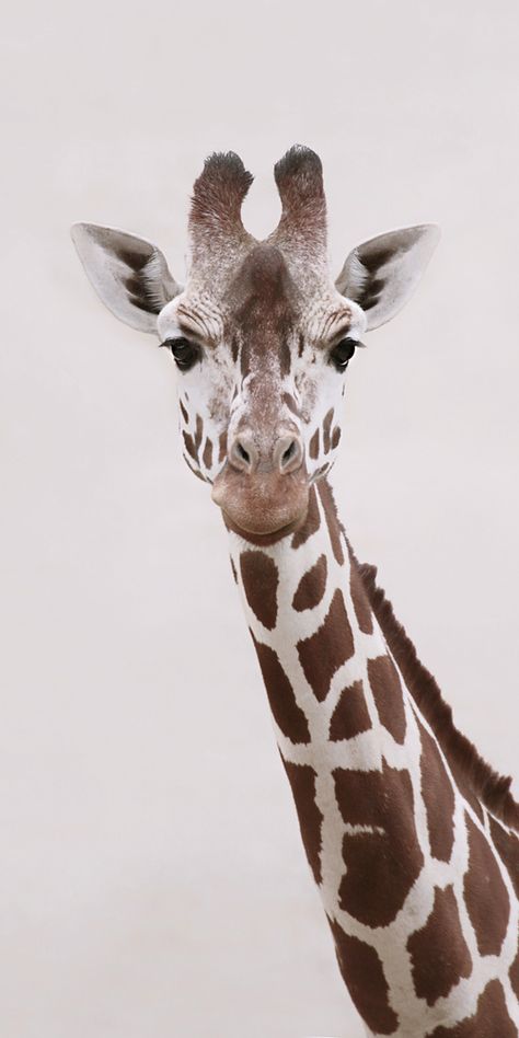 Giraffe Pictures, Fotografi Bawah Air, Giraffe Art, A Giraffe, Haiwan Peliharaan, Arte Animal, African Animals, Animal Photo, 귀여운 동물