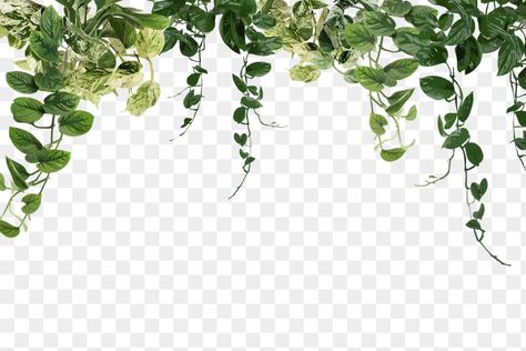 Plant Png, Leaf Png, Image Border, Aesthetic Plants, Plant Icon, Ramadan Background, Plant Background, Leaf Border, Green Sticker