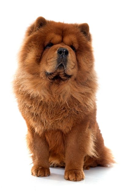 Cachorro chow chow | Premium Photo #Freepik #photo #spitz #animais-estimacao #animais #adulto Studio Portrait Photography, Hunter Gatherer, Plains Background, Chow Chow, Studio Portraits, The Wolf, Dog Photos, Premium Photo, Agriculture