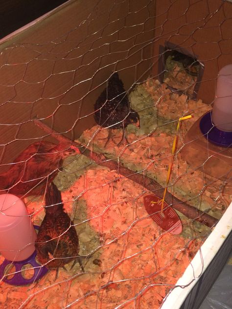 As chicks get older and bigger, they need more space and activities to provide chick enrichment. Here's how to add a brooder expansion and toys! Chick Enrichment, Chicken Brooder, Need More Space, Animals Friends, Getting Old, The Expanse, Rooster, The Way, Toys