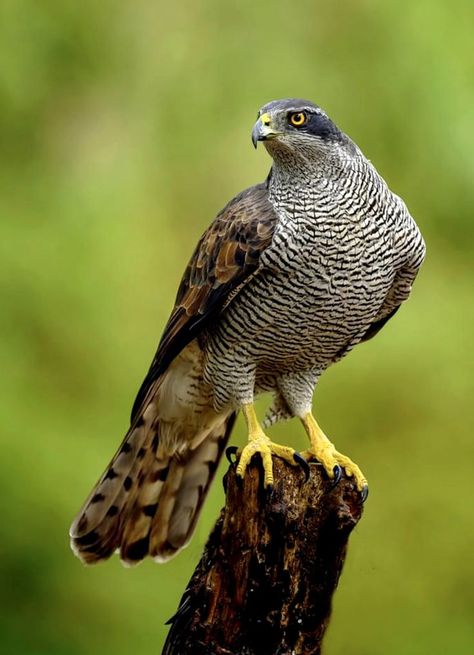 Northern Goshawk, Raptors Bird, Eagle Images, Peregrine Falcon, Wolf Spirit Animal, Nature Birds, Bird Drawings, Pretty Birds, Birds Of Prey