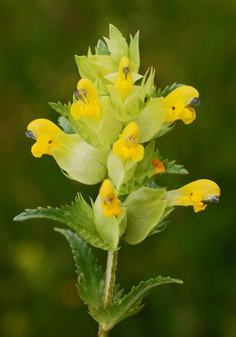 Yellow Rattle: Rhinanthus minor - Flickr - Photo Sharing! Uk Wildflowers, Yellow Rattle, Different Kinds Of Flowers, Sweet Briar, Strange Flowers, Fatal Attraction, Somerset England, Wildflower Meadow, Alpine Meadow