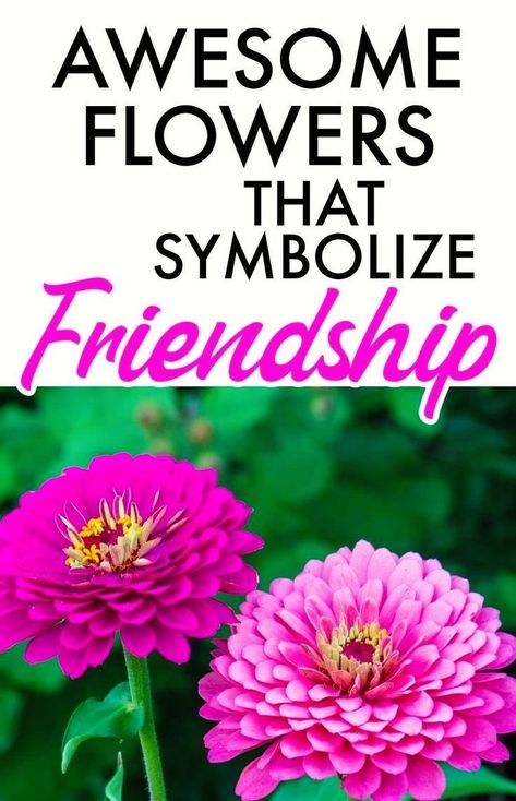 Flower That Means Friendship, Flower Of Friendship, Flowers That Represent Friendship, Flowers That Mean Friendship, Flowers For Friendship, Friendship Flower Bouquet, Flowers And Friendship Quotes, Flower For Friendship, Symbols For Friendship