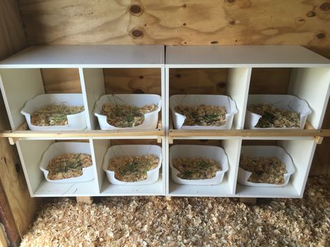 Nesting boxes using IKEA bins. Cube Storage Nesting Boxes, Lay Boxes For Chickens, Cube Organizer Nesting Boxes, Cube Shelf Chicken Nesting Boxes, Ikea Chicken Coop, Cheap Nesting Boxes For Chickens, Plywood Nesting Boxes, Laying Boxes For Chickens Diy, Diy Nesting Boxes For Chickens