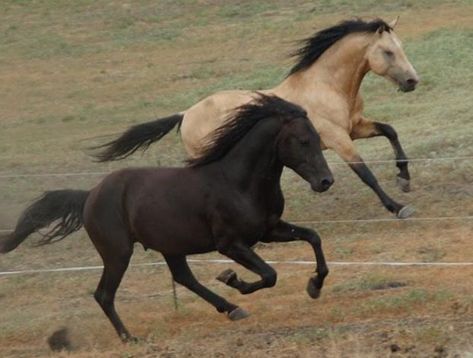 Horse Majestic, Horses Reference, Horses Funny, Horse Herd, Funny Horse Pictures, Buckskin Horse, Horse Running, Horse Anatomy, Morgan Horse