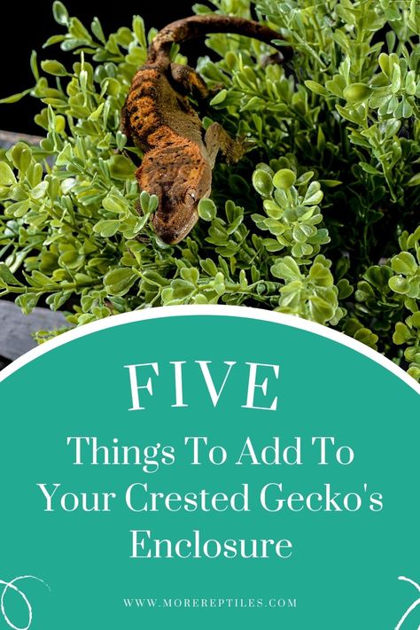 Crested Gecko Enclosure: Tips and tricks for creating a safe and comfortable enclosure for your crested gecko. Plants For Crested Geckos, Reptile Terrarium Ideas Diy, Crested Geckos Habitat, Pet Crested Gecko, Eyelash Crested Gecko Habitat, Crested Gecko Safe Plants, Crested Gecko Plants, Bioactive Crested Gecko Enclosure, Diy Crested Gecko Decor