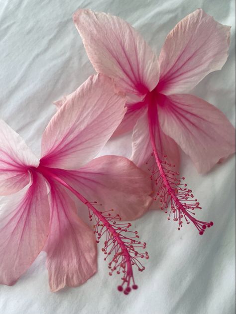 Hibiscus Flower Pfp, Hibiscus Flower Widget, Hibiscus Girl Aesthetic, Tropical Asthetic Flowers, Pink Hibiscus Flower Aesthetic, Pink Aura, Nothing But Flowers, Flower Therapy, Hibiscus Flowers