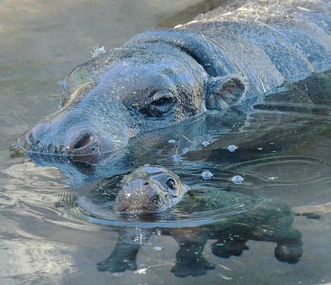 Hippo Aesthetic, Baby Hippopotamus, Pygmy Hippopotamus, Cute Hippo, Amigurumi Animals, Wallpaper Cute, Hippopotamus, Cute Creatures, Sweet Animals