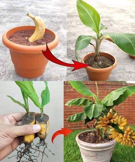 Easy Chicken Breast, Tree Garden, Banana Fruit, Banana Plants, Plant Growing, Garden Help, Banana Tree, Creative Gardening, Soil Improvement