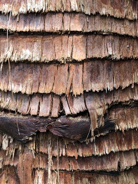 Palm tree texture Palm Tree Texture, Palm Tree Trunk, Tree Texture, Tree Man, Tree Bark Texture, Tree Logs, Palm Wood, Fashion College, Tree Textures