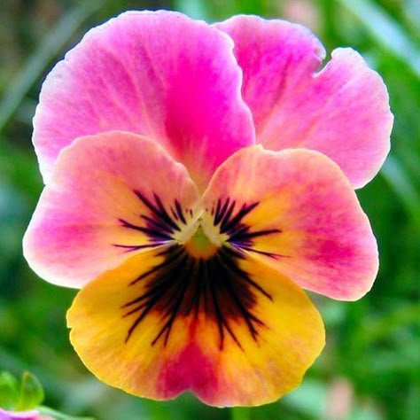 Germinating Seeds, Viola Tricolor, Plant Diy, Pansies Flowers, Bonsai Pots, Diy Plants, Flower Art Painting, Pink And Yellow, Flowers Nature