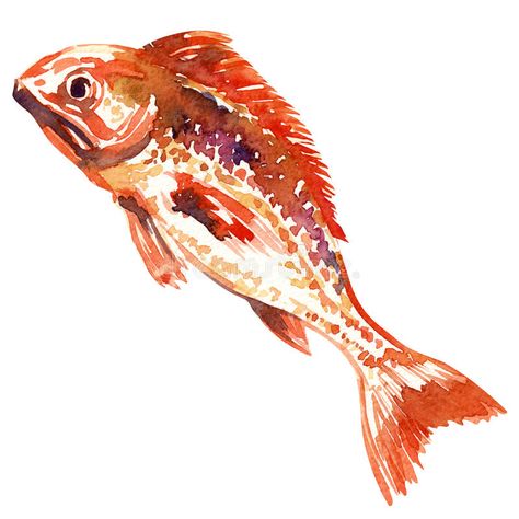 Fish Watercolor Painting, Fish Watercolor, Gold Drawing, Watercolor Fish, Watercolor Paintings Tutorials, Free Illustration, Red Fish, Background Illustration, Free Illustrations