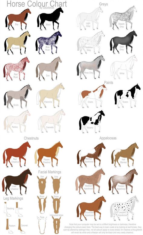 Horse Color Chart, Horse Colours, Livestock Judging, Horse Clothes, Horse Markings, Horse Coat Colors, Horse Facts, Horse Riding Tips, Horse Anatomy