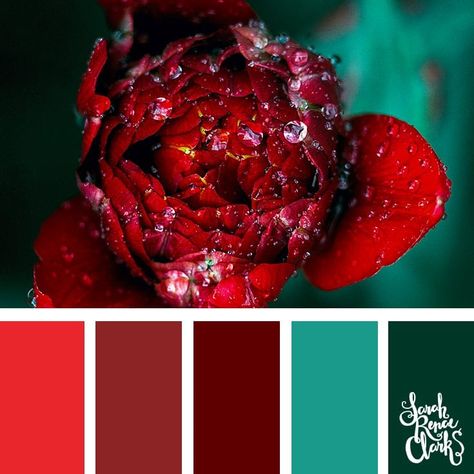 Teal Color Palette, Teal Color Schemes, Classic Color Palette, Spring Color Palette, Color Catalog, Red Color Schemes, Red Colour Palette, Color Schemes Colour Palettes, Spring Color