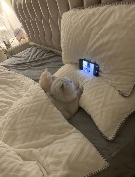 Cute Cat Laying Down, Cute Cat Pics Aesthetic, Cat Watching Phone, Cat Waiting, Silly Cats Pictures, Cute Cats Photos, Haiwan Peliharaan, Cat Aesthetic