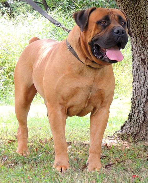 Bocker Dog, Boerboel Aesthetic, Boerboel Mastiff, Bugg Dog Breed, Borebole Dog, Boerboel Dog, Black Boerboel Dogs, Boerbull South African Boerboel, South African Boerboel