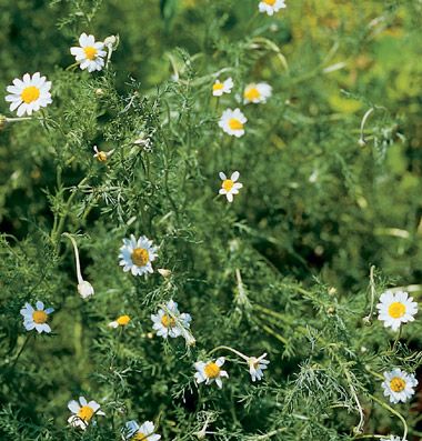 Roman Chamomile (ground cover tolerating light foot traffic) Chamomile Seeds, Chamomile Plant, Perennial Ground Cover, Wiccan Crafts, Sun Perennials, Roman Chamomile, Herbal Healing, Plant Spacing, Tea Garden