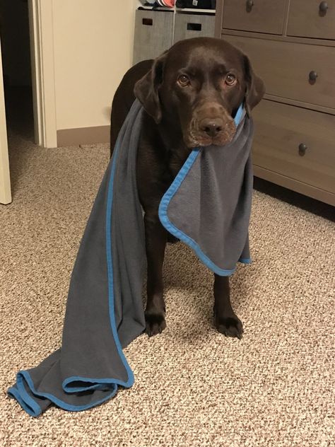 Chocolate Lab Puppies Aesthetic, Chocolate Dogs, Chocolate Lab Aesthetic, Chocolate Labs Funny, Labs Dogs, Cute Chocolate Lab, Chocolate Labrador Aesthetic, Labrador Retriever Funny, Lab Chocolate