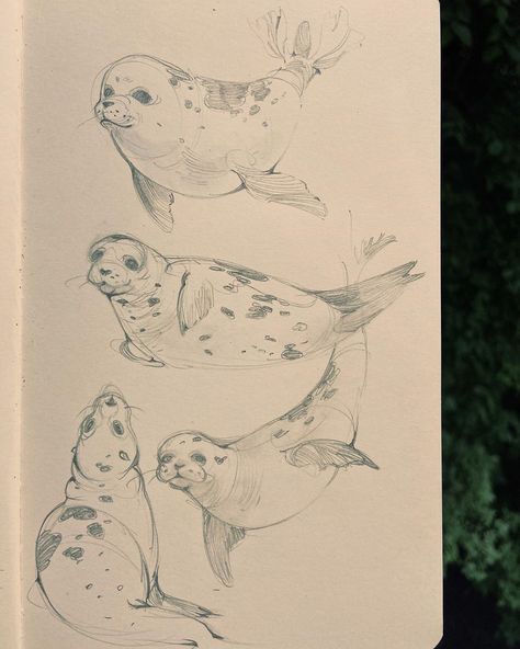 Marine Animal Sketches, Sea Lion Drawing, Ocean Creatures Drawings, Seal Sketch, Marine Doodles, Marine Life Drawing, Seal Drawing, Sea Drawing, Animal Drawings Sketches