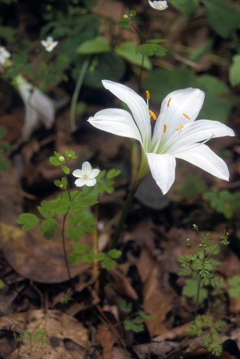 Zephyranthes atamasco (Atamasca Lily, Common Atamasco-lily, Fairy Lily, Rain Lily, Zephyr Lily) | North Carolina Extension Gardener Plant Toolbox Fairy Lily, Rain Lily, Soil Texture, Perennial Bulbs, Pollinator Garden, Rain Garden, Native Garden, Leaf Coloring, Flower Bud