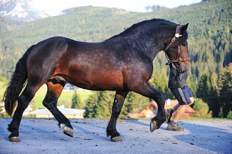 ridiculously gorgeous equines Noriker Horse, Horse Walking, Horse Info, Horse Colors, Draft Horse, Bay Horse, Big Horses, Types Of Horses, Beautiful Horse