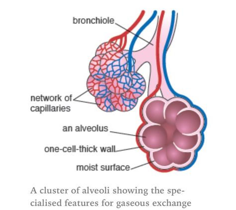 Alveoli (air sacs) massively increase the surface area of the lungs for diffusion. Alveoli Drawing, Alveoli Diagram, Igcse Biology, Human Respiratory System, Biology Diagrams, Medical Assistant Student, Natural Decongestant, Biology Revision, Study Stuff