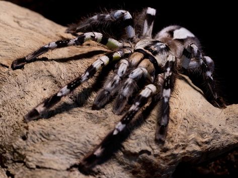 Indian ornamental tarantula (Poecilotheria regalis). Native to southeast india. This species is not endangered unlike it's cousin the gooty sapphire ornamental (Poecilotheria metallica), who is nearly exitinct. Poecilotheria Metallica, Creepy Pictures, Arachnids, Reptiles And Amphibians, Facebook Cover Photos, Amphibians, Spiders, Free Pictures, Rafting