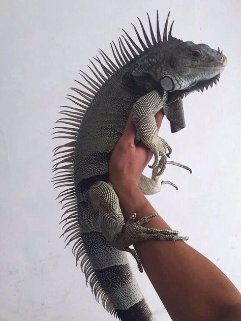 Cool Lizards, Pet Iguana, Iguana Pet, Pet Lizards, Reptile Care, Reptile Room, Rabbit Cages, Cute Reptiles, Chameleons