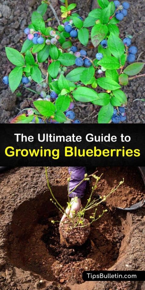 Blueberry Bushes In Landscaping, How To Grow Blueberry Bushes, Blueberry Plants How To Grow, Blueberry Bushes Growing, Blueberry Bushes Landscape, Blueberry Bush Care, Blueberry Growing, Planting Blueberry Bushes, Pruning Blueberry Bushes