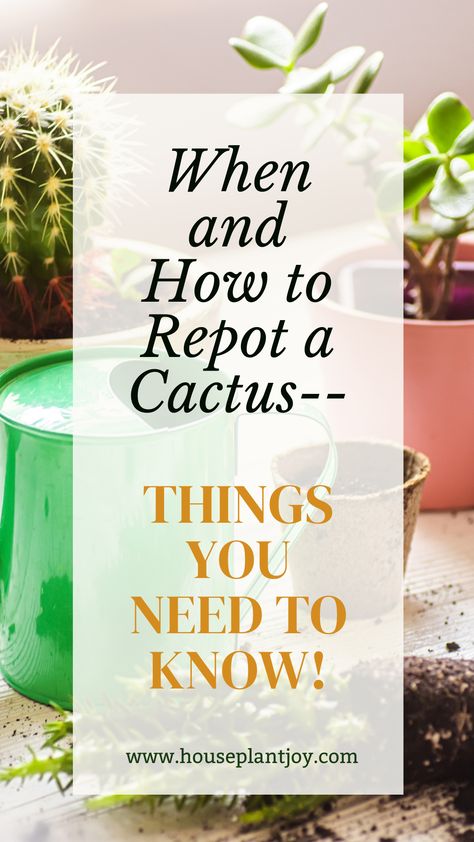 Planning to give your cactus more space to grow? Then it's time to re-pot! Learn the tips and tricks on how to re-pot your cacti and start growing your collection properly! Houseplant Tips, Indoor Tropical Plants, Succulent Potting Mix, Tiny Cactus, Plant Help, Cactus Pot, Desert Cactus, Saguaro Cactus, Small Containers