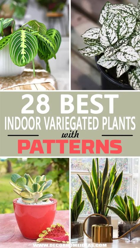 Best Indoor Variegated Plants. Looking for a pop of color in your home? Check out these fantastic indoor variegated plants with stunning patterns and add them to your home decor theme. #decorhomeideas Indoor Plant Shelves, Plant Room, Variegated Plants, Plant Identification, Room With Plants, Plant Shelves, Pop Of Color, Low Light, Green Living