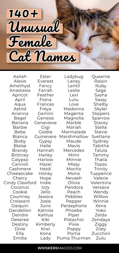 140+ Unusual Female Cat Names for Unique Kitties - Whiskers Magoo Names For Cats Girl, Cute Kitten Names, Cat Names Girl, Kitten Names Unique, Names For Animals, Cat Name Ideas, Names For Cats, Girl Cat Names, Unique Cat Names