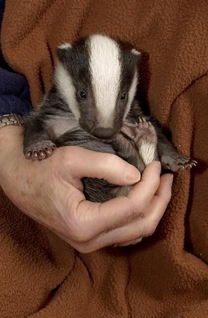 Baby Badger, Pretty Animals, Silly Animals, Cute Animal Photos, Cute Creatures, Animal Photo, Cute Little Animals, Window Display, Woodland Animals