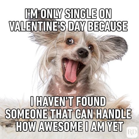 26 Valentine's Day Memes for Single People | Reader's Digest Valentine's Day Memes Single, Valentine Memes Funny, Valentine’s Day Memes, Valentines Memes Funny, Valentines Day Funny Meme, Funny Valentine Memes, Valentine Memes, Me On Valentines Day, Valentines Day Jokes