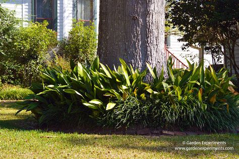 Cast iron plant and liriope edged with bricks - see more landscape solutions for the base of trees! Planting Around Trees, Bayou House, Yard Trees, Landscaping Around Trees, Yard Landscaping Simple, Cast Iron Plant, Creative Landscape, Backyard Landscape, Iron Plant