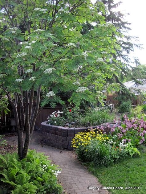 Mountain Ash Tree, Sorbus Aucuparia, Growing In Pots, Small Trees For Garden, Naturalistic Garden, Habitat Garden, Rowan Tree, Mountain Ash, Ash Tree