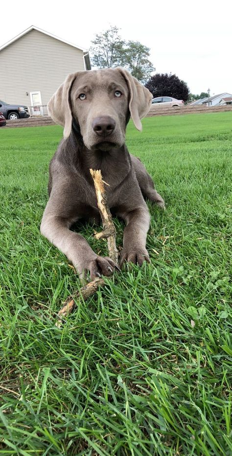 Silver Lab-Sawyer Silver Labs Dogs, Silver Labrador Puppies, Grey Labrador, Silver Labrador Retriever, Pretty Pets, Silver Labrador, Silver Lab, Doberman Dogs, Lab Dogs