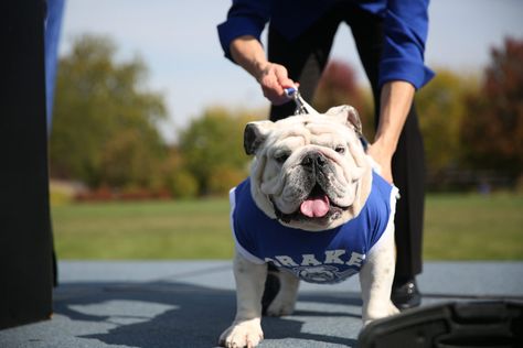 21 Things You Know To Be True If You Go To Drake University Drake University, University Dorms, Dorm Ideas, University Campus, The Signs, Iowa, Drake, French Bulldog, Bulldog