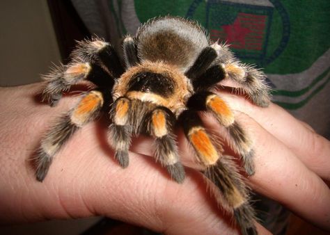 Spider Facts, Red Knee Tarantula, Spider Fact, Pet Tarantula, Brown Recluse Spider, Spiders And Snakes, Wolf Spider, Pet Spider, Kids Science