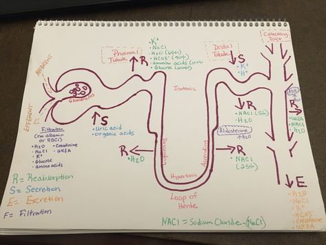 My nephron diagram (renal system) Renal System Notes, Renal System Anatomy, Nephron Diagram, Renal System, Veterinary Nursing, Paramedic School, Nurse Study, Nursing Board, Creatinine Levels