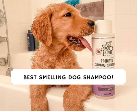 Does your dog smell bad immediately after they just got a bath? Come find the best 8 best smelling dog shampoos! We tested them all out! Best Puppy Shampoo, How To Make Your Dog Smell Good, Doodle Cuts, Best Dog Shampoo, Stinky Dog, Puppy Shampoo, Dog Spray, Dog Smells, Love Doodles