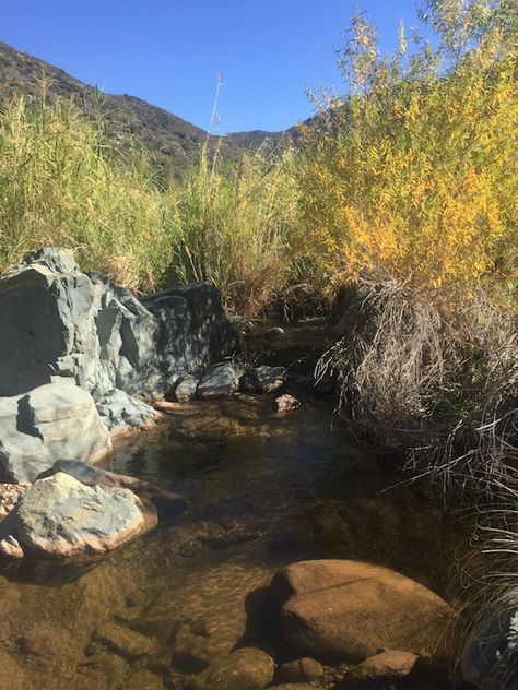 Seven Springs Trails: The 4 and 246 Loop - Nightborn Travel Short Trees, Seven Springs, Creek Bed, Bear Spray, Cave Creek, Sonoran Desert, Desert Landscaping, Day Hike, Green Trees