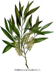 Tea Tree Oil - Herb Uses, Side Effects and Health Benefits Tiredness Remedies, Tea Tree Oil Uses, Healing Plants, Herbal Healing, Natural Teas, Tea Benefits, Tea Tree Essential Oil, Oil Uses, Healing Herbs