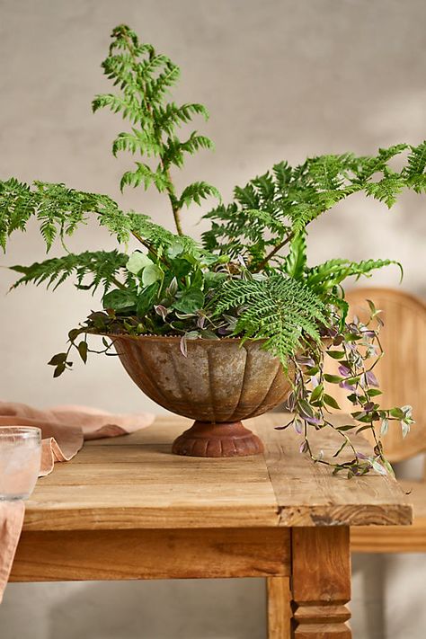 Hand-crafted especially for terrain, this low-profile urn brings antique appeal to indoor plantings. | Antiqued Iron Low Urn Planter in Beige, Size: 18" at Terrain Plant Troughs, Antique Planter, Antique Urn, Porch Planters, Set Decoration, Container Ideas, Copper Planters, Urn Planters, Ceramic Inspiration