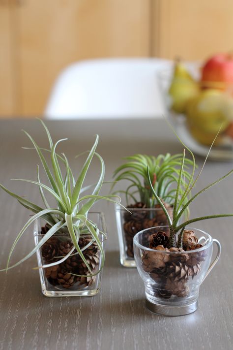 Air Plant Aesthetic, Ways To Display Air Plants, Home Plants Decor, Air Plants Diy, Air Plant Garden, Front Porch Plants, Plant Centerpieces, Plant Display Ideas, Air Plants Decor