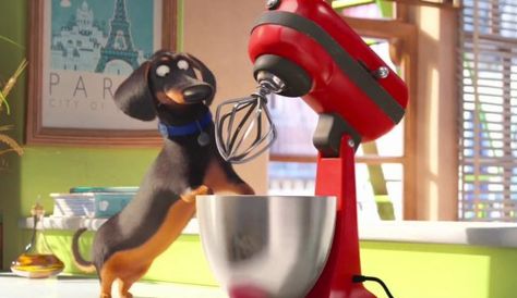 The Secret Life Of Pets Features Voice Of Louis C.K. Pet Trailer, Biscuit Ideas, Animals Cartoon, What Dogs, Secret Life Of Pets, Kinds Of Dogs, Indoor Dog, Funny Pets, Animals Funny